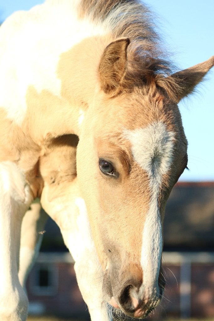 Prachtig bont hengstenveulen, Dieren en Toebehoren, Pony's, Hengst, Recreatiepony, D pony (1.37m tot 1.48m), Gechipt