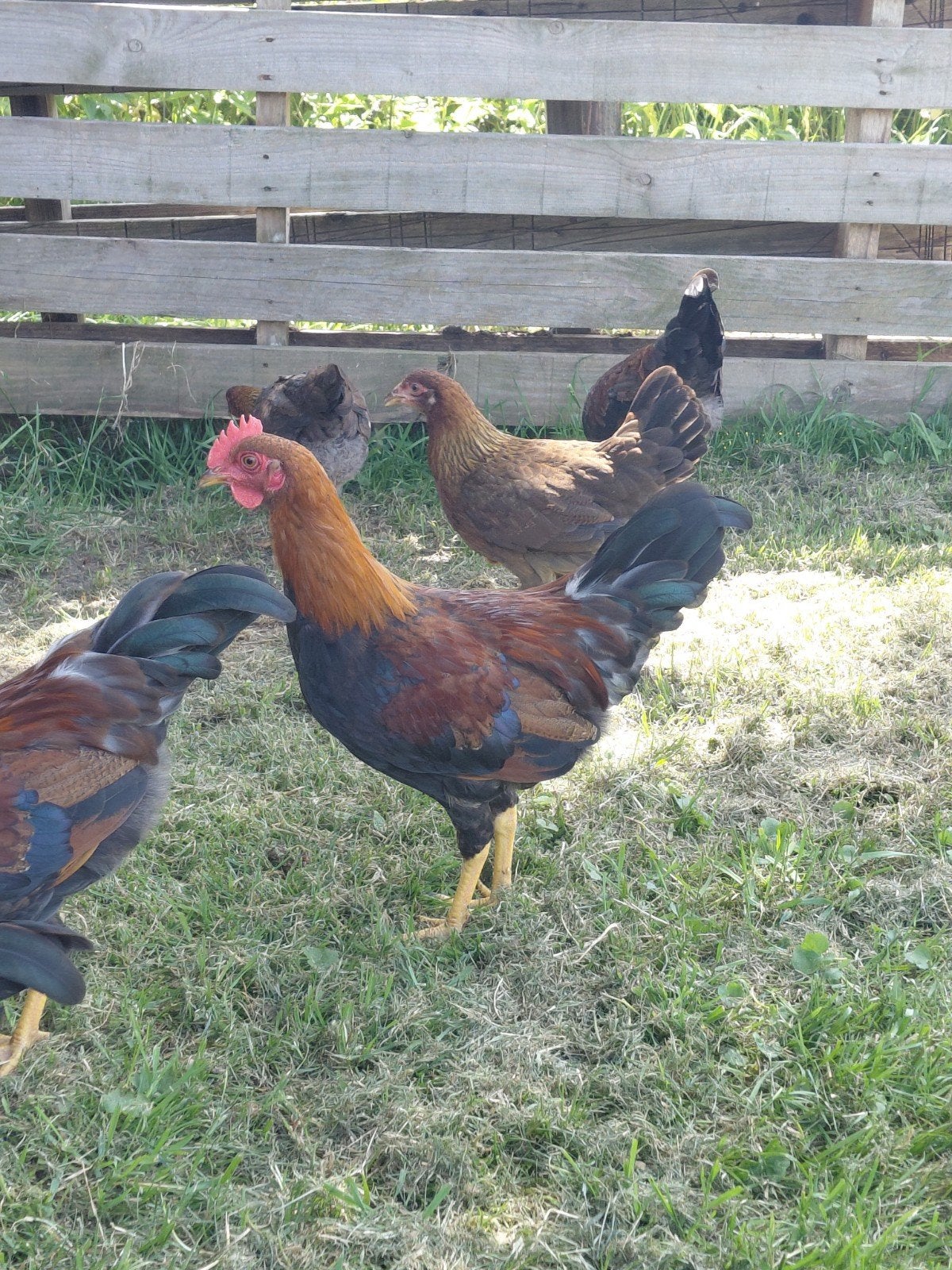 Welsumer kriel, haan. Gratis., Mannelijk, Kip