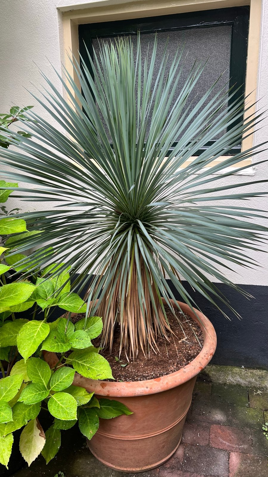 2 Grote Yucca’s Rostrata in Terracotta Potten, Tuin en Terras, Volle zon, Vaste plant, Bloeit niet, Ophalen