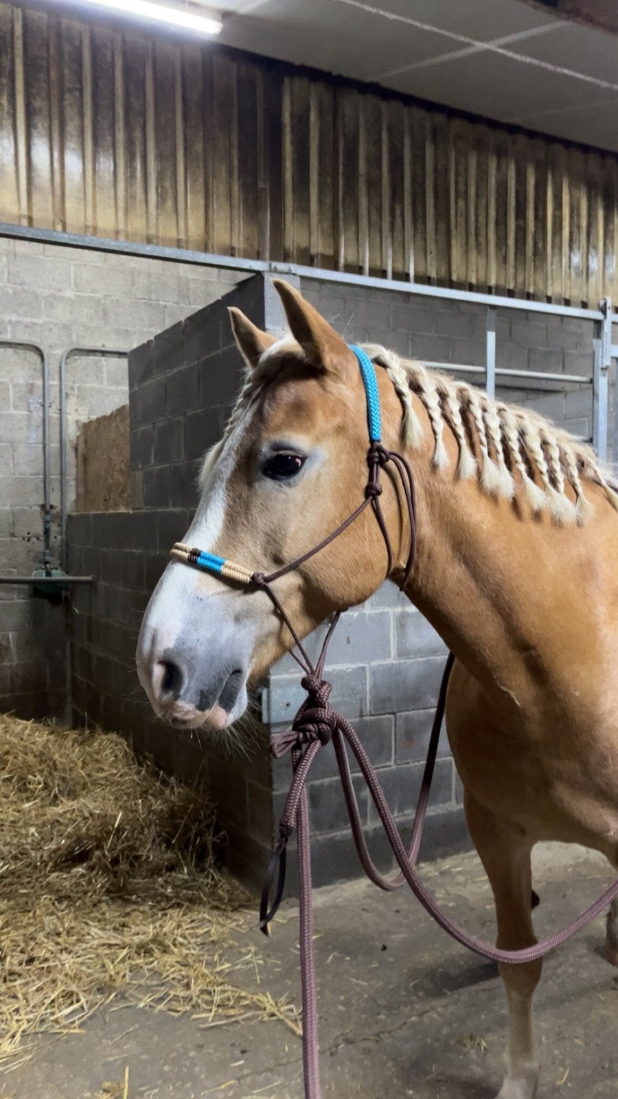 Natural Hackamore | Cob, Hoofdstel, Overige disciplines, Bruin, Nieuw