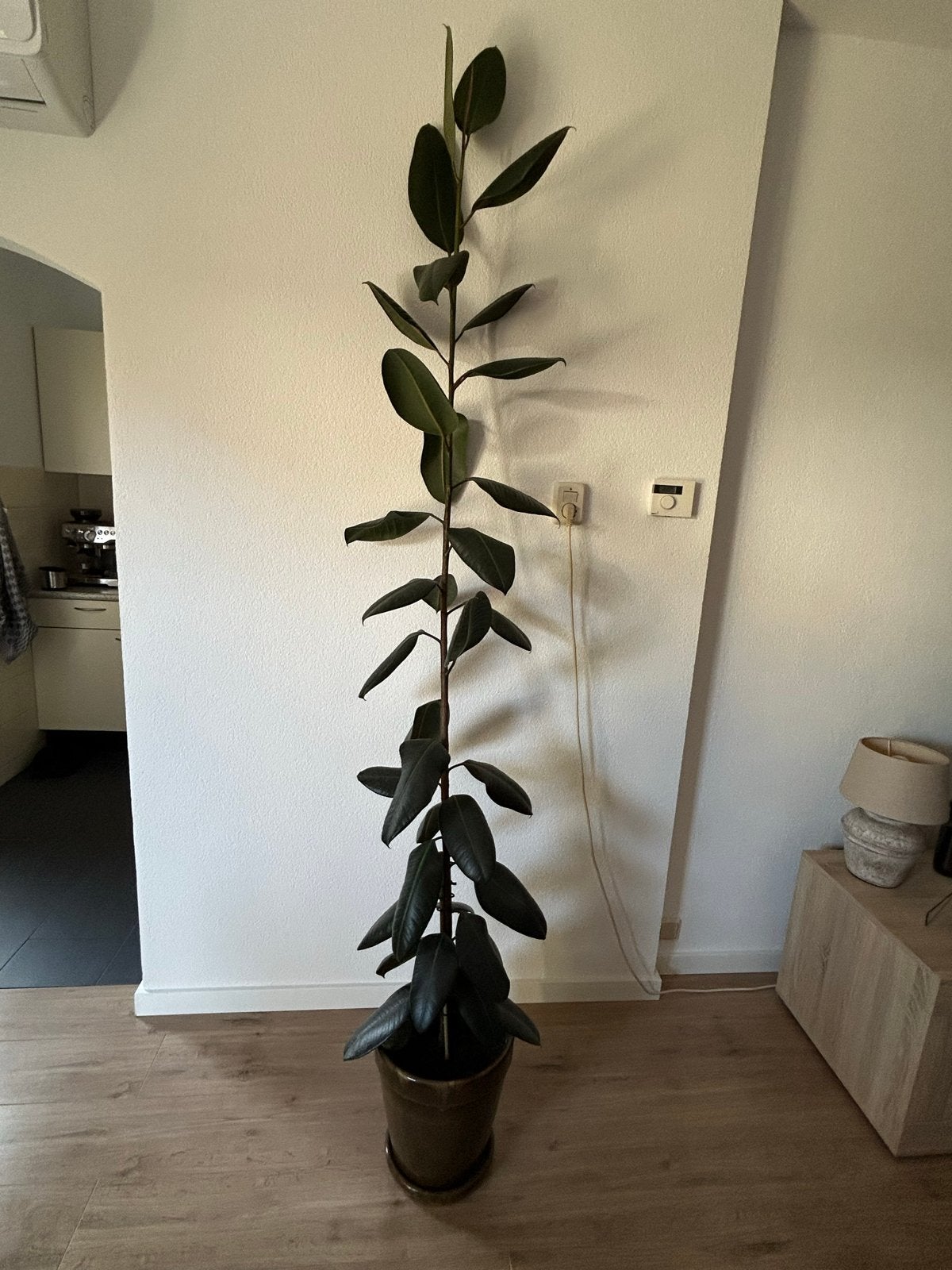 Grote ficus in keramieken pot, Ophalen, Ficus, 200 cm of meer, Halfschaduw