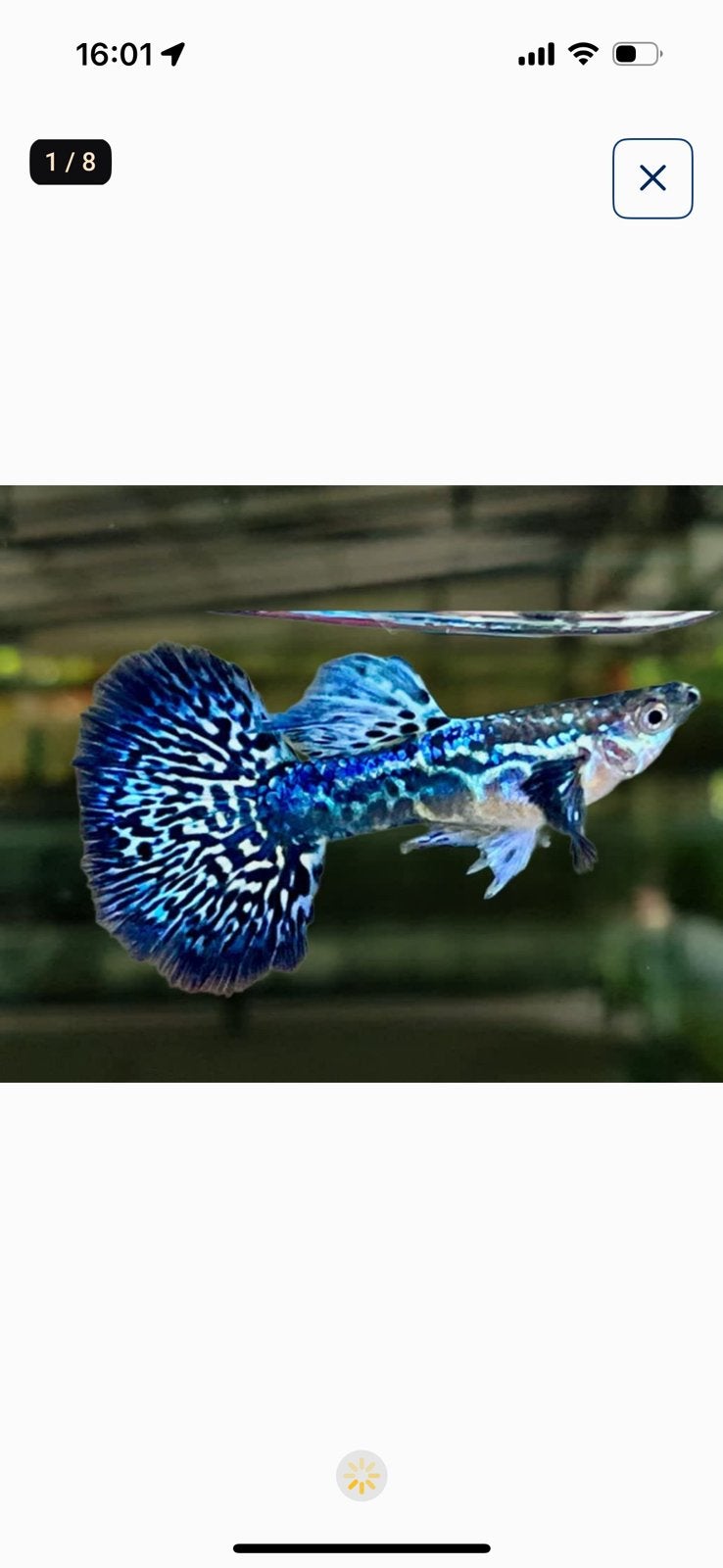 Prachtige Rasechte Mosaic Blue Guppies (Import Thailand), Vis