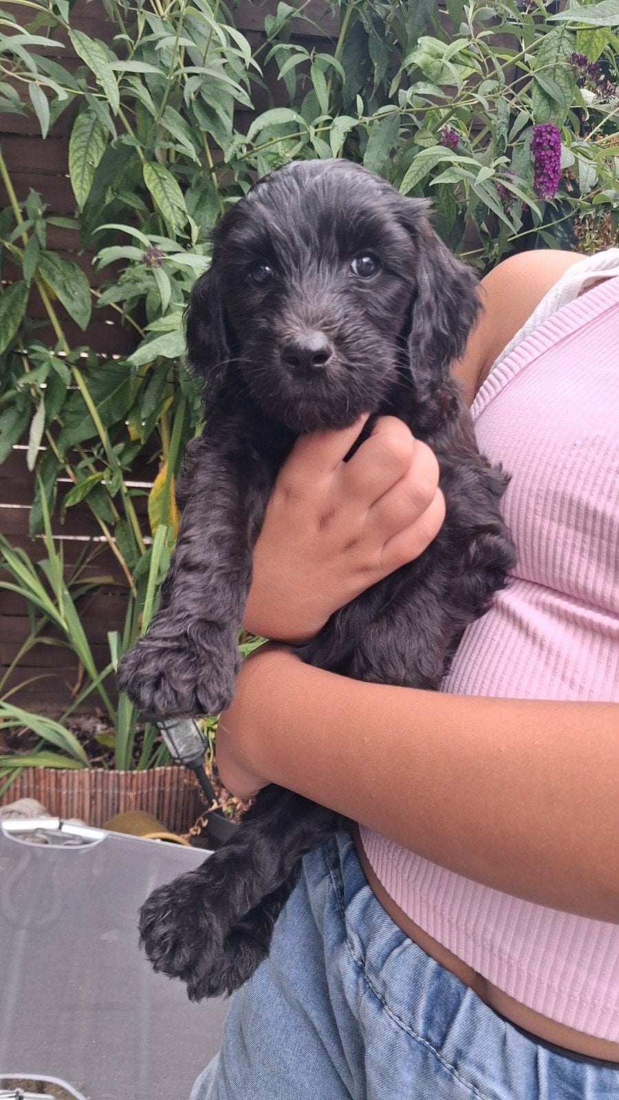 Laatste labradoodle f1b pups zoeken een liefdevol thuis, Dieren en Toebehoren, Overige rassen, 8 tot 15 weken, Meerdere, Meerdere dieren
