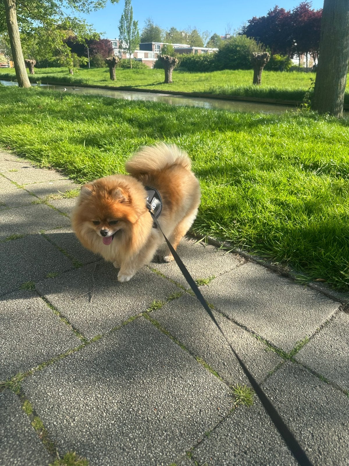 Dwergkees teefje, Keeshond, 1 tot 2 jaar, Teef, Parvo