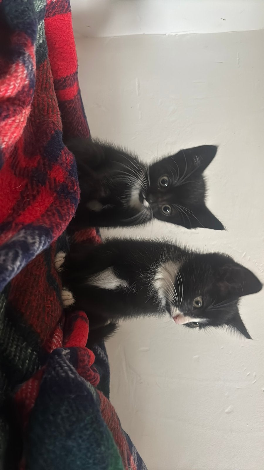 Boerderij kittens