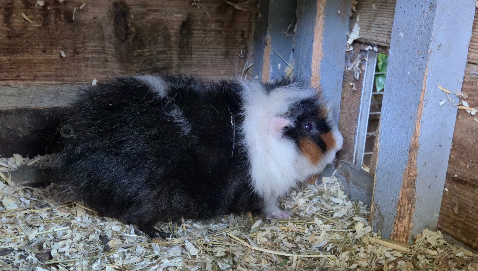 Cavia te koop, Dieren en Toebehoren, Knaagdieren, Maart, Mannelijk, Cavia