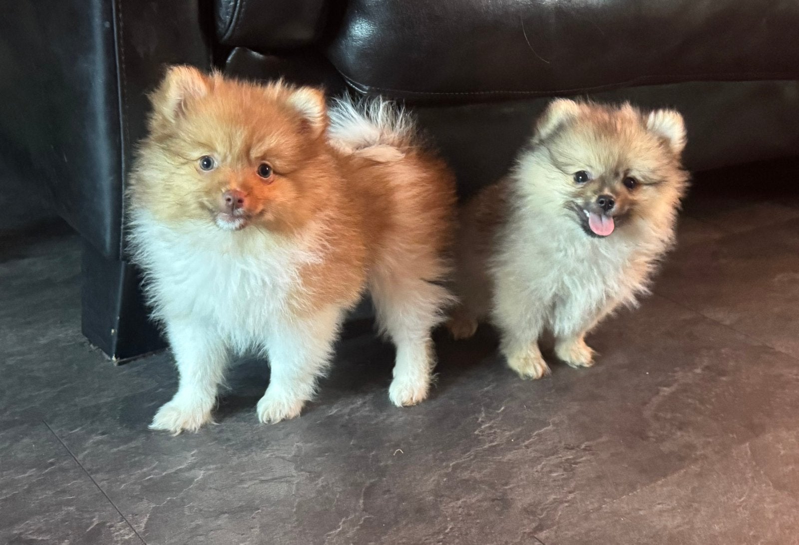 Pomeriaan pups 🩷🐶 mogen verhuizen, Dieren en Toebehoren, Honden | Poolhonden, Keeshonden en Oertypen, Parvo, Overige rassen