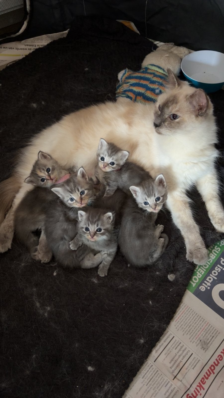 Maine Coon  Ragdoll kittens zoeken hun gouden mandje, Dieren en Toebehoren, Meerdere dieren, Gechipt