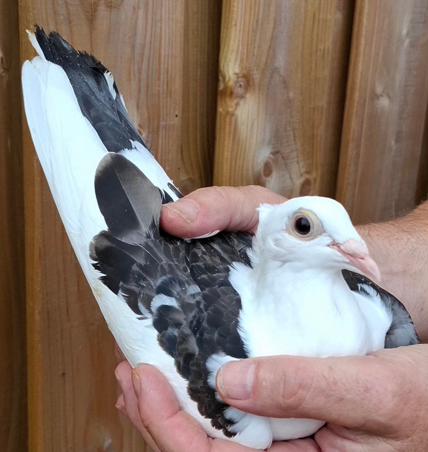 postduiven JAN AARDEN met kuifje, Meerdere dieren, Postduif