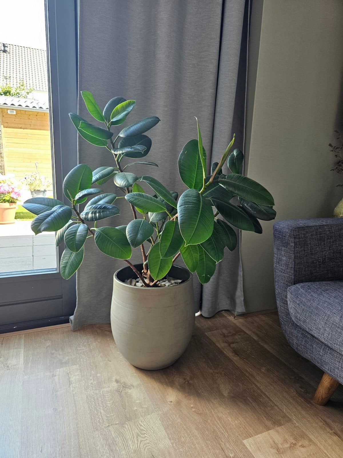 Grote Ficus Elastica (rubberboomplant) in pot, Ophalen, Ficus, 100 tot 150 cm, Halfschaduw