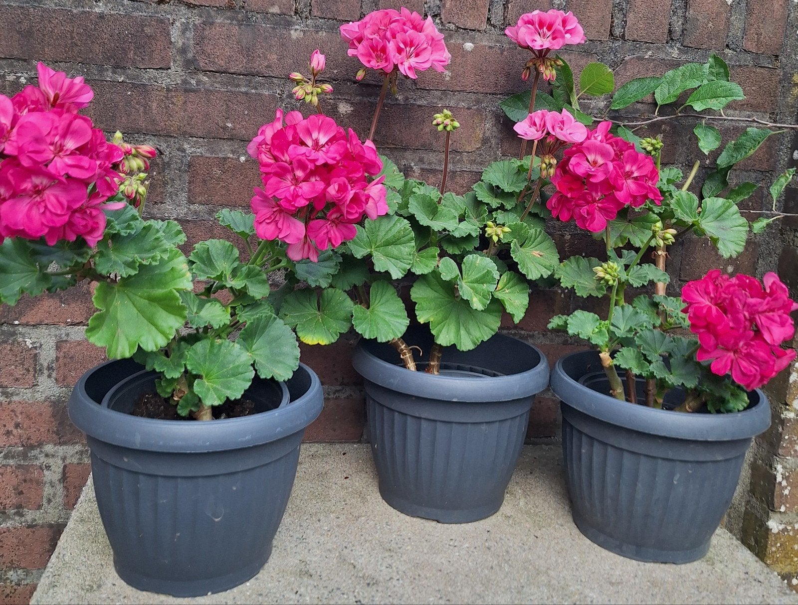 Roze Geraniums in Pot - Prachtige Bloeiers voor Buiten, Ophalen, Overige soorten, Volle zon