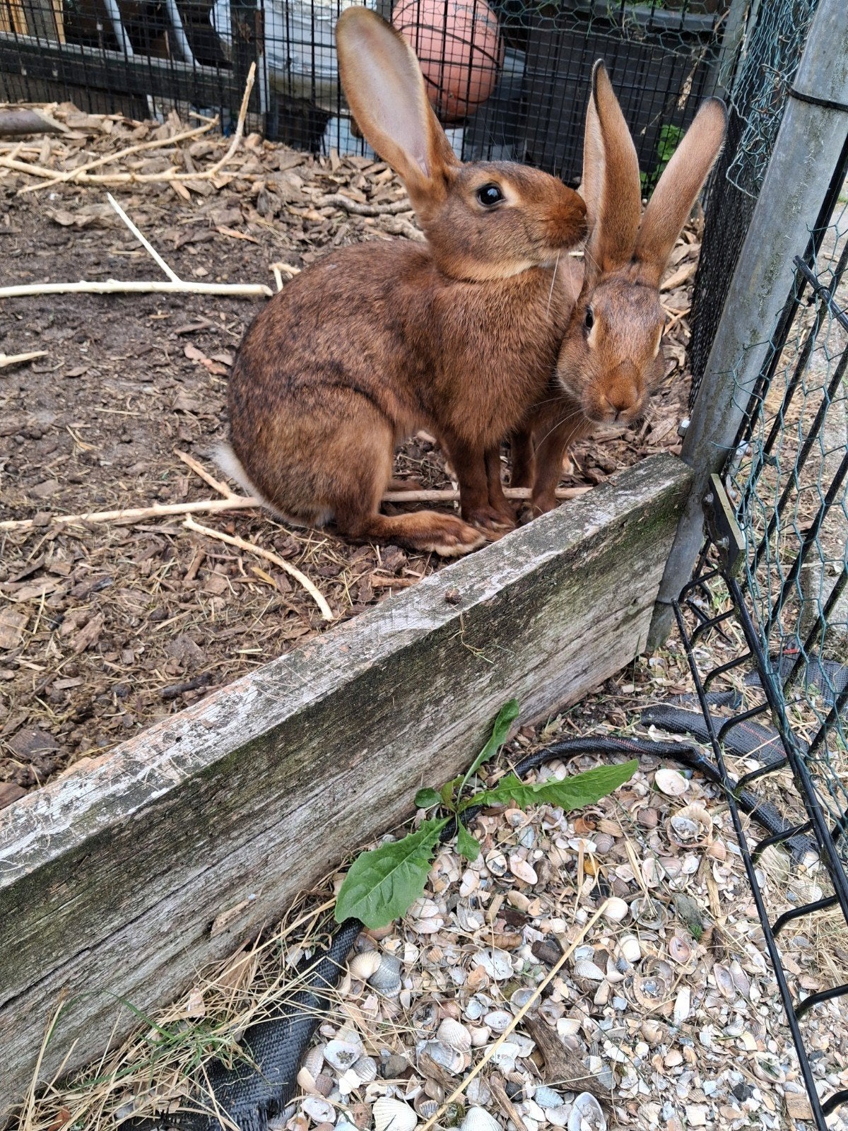 7 jonge belgishe hazen 9 weken oud, Dieren en Toebehoren, Meerdere dieren, 0 tot 2 jaar