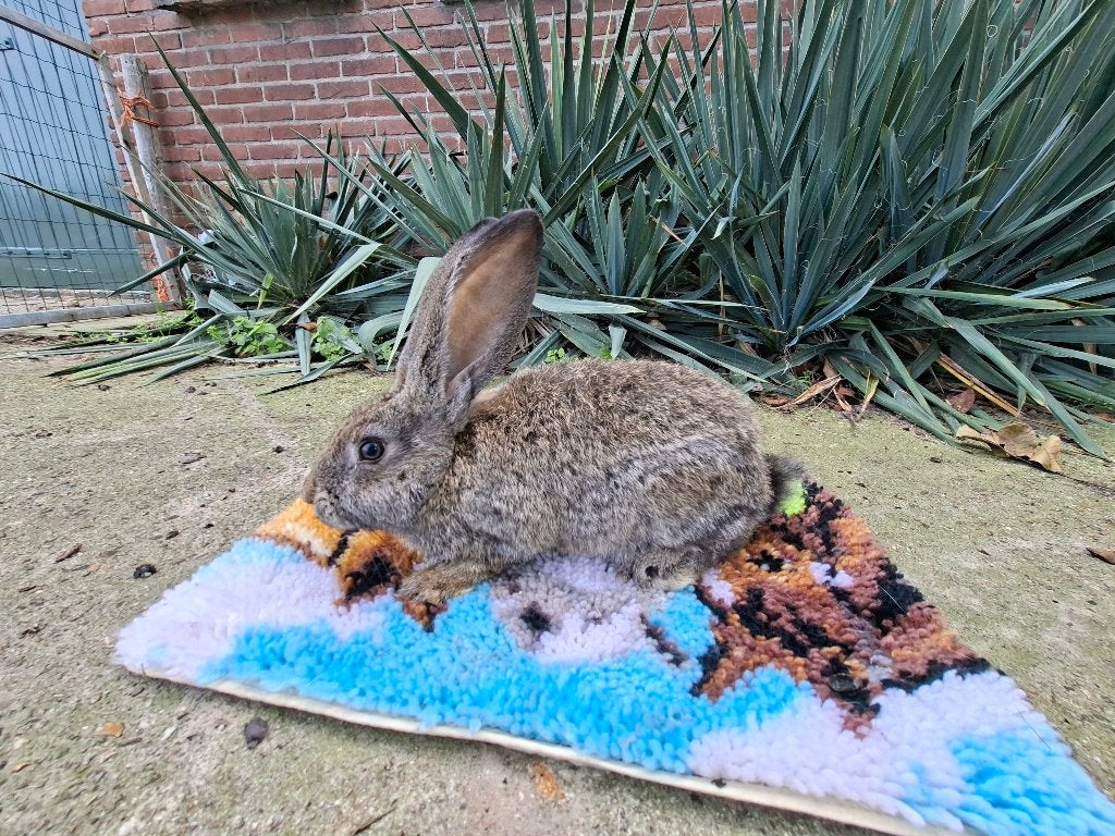duitse reus, Vrouwelijk, Groot, 0 tot 2 jaar