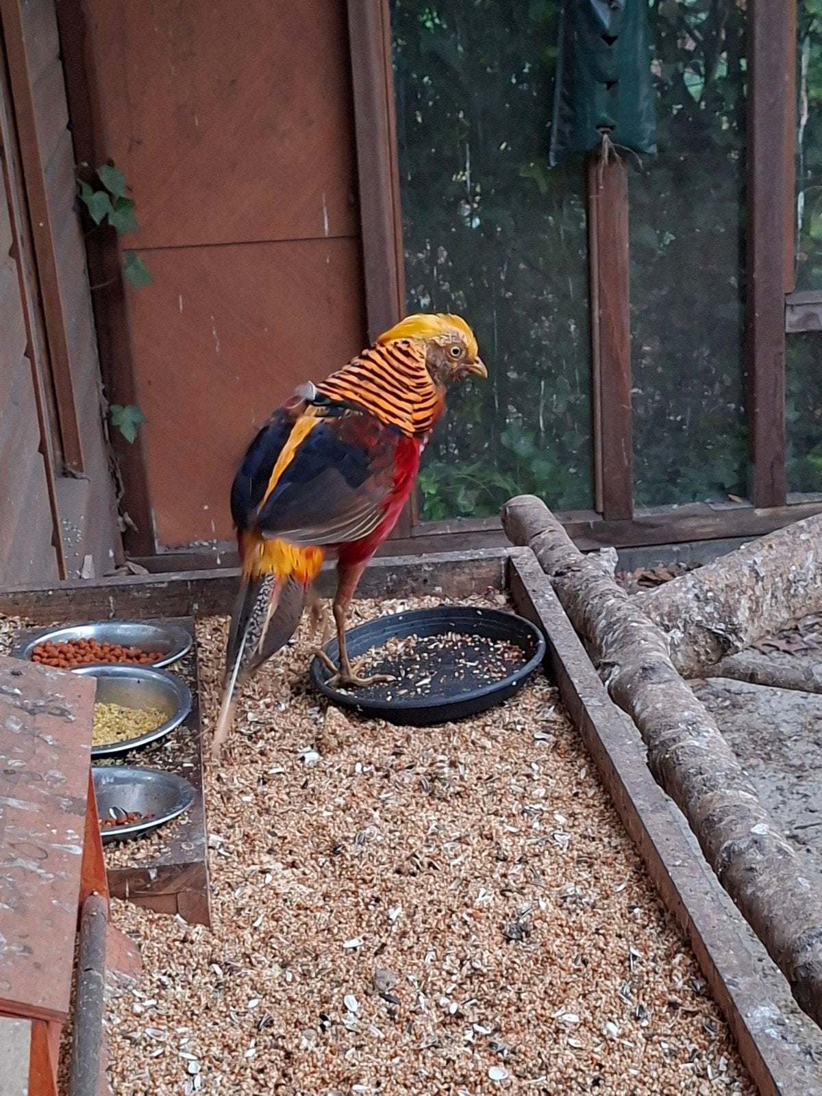 koppel goud fazanten, Dieren en Toebehoren, Meerdere dieren
