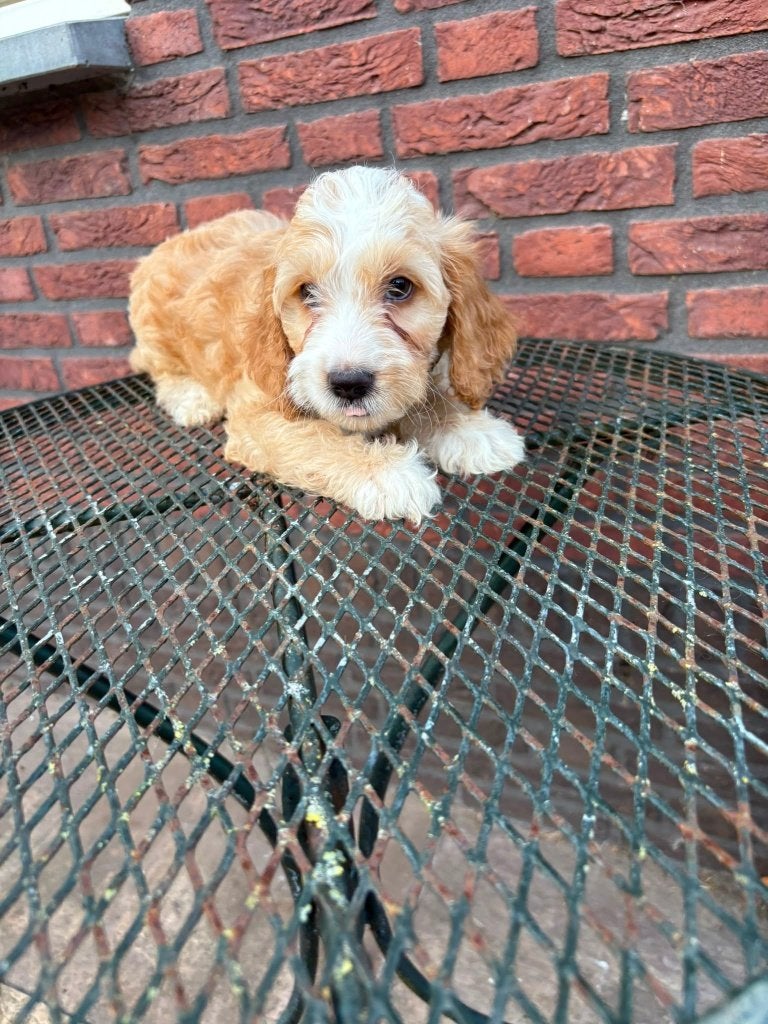 Cockapoo reutjes – geboren op 22 juni 2026, Parvo, 8 tot 15 weken, Meerdere, Nederland