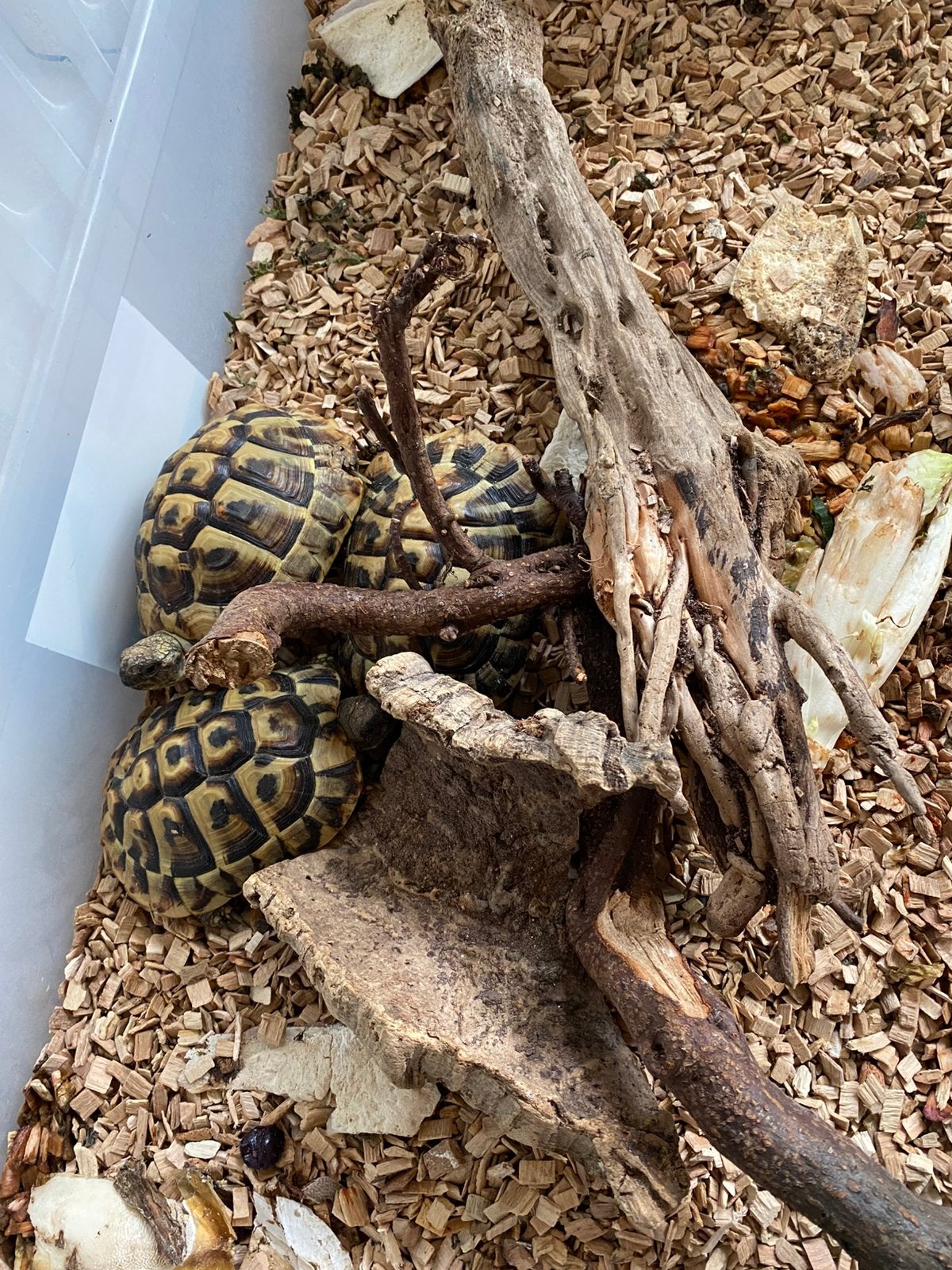 Schildpadden behuizing Tortoise - unknown for sale from KOOS