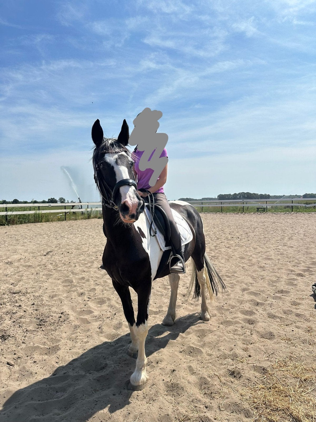 Super lief Familie/Recreatie Paard😍, Dieren en Toebehoren, Merrie, Minder dan 160 cm, 11 jaar of ouder, Recreatiepaard