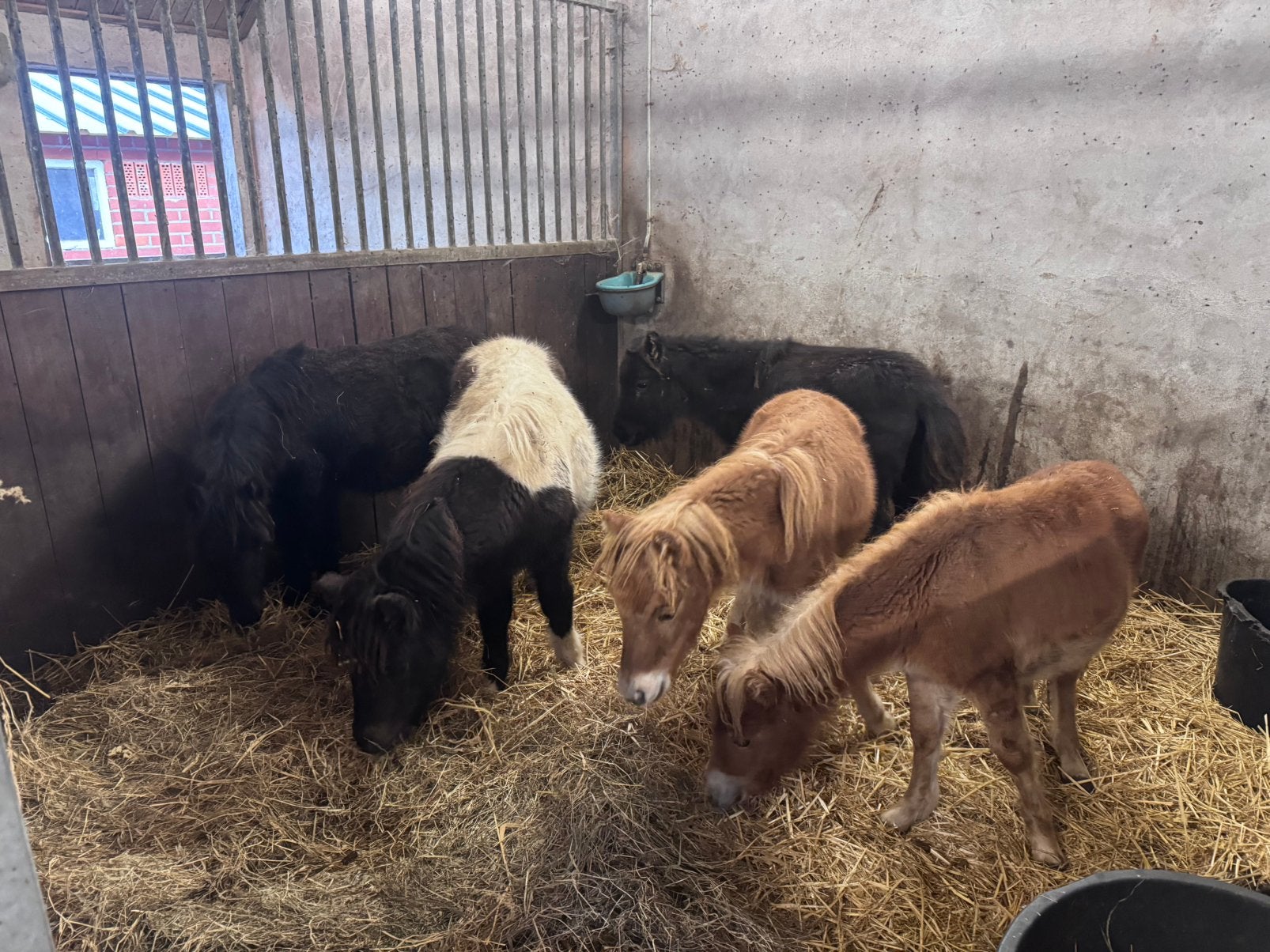 Koppel veulens!!, Merrie, Met stamboom, Niet van toepassing, A pony (tot 1.17m)