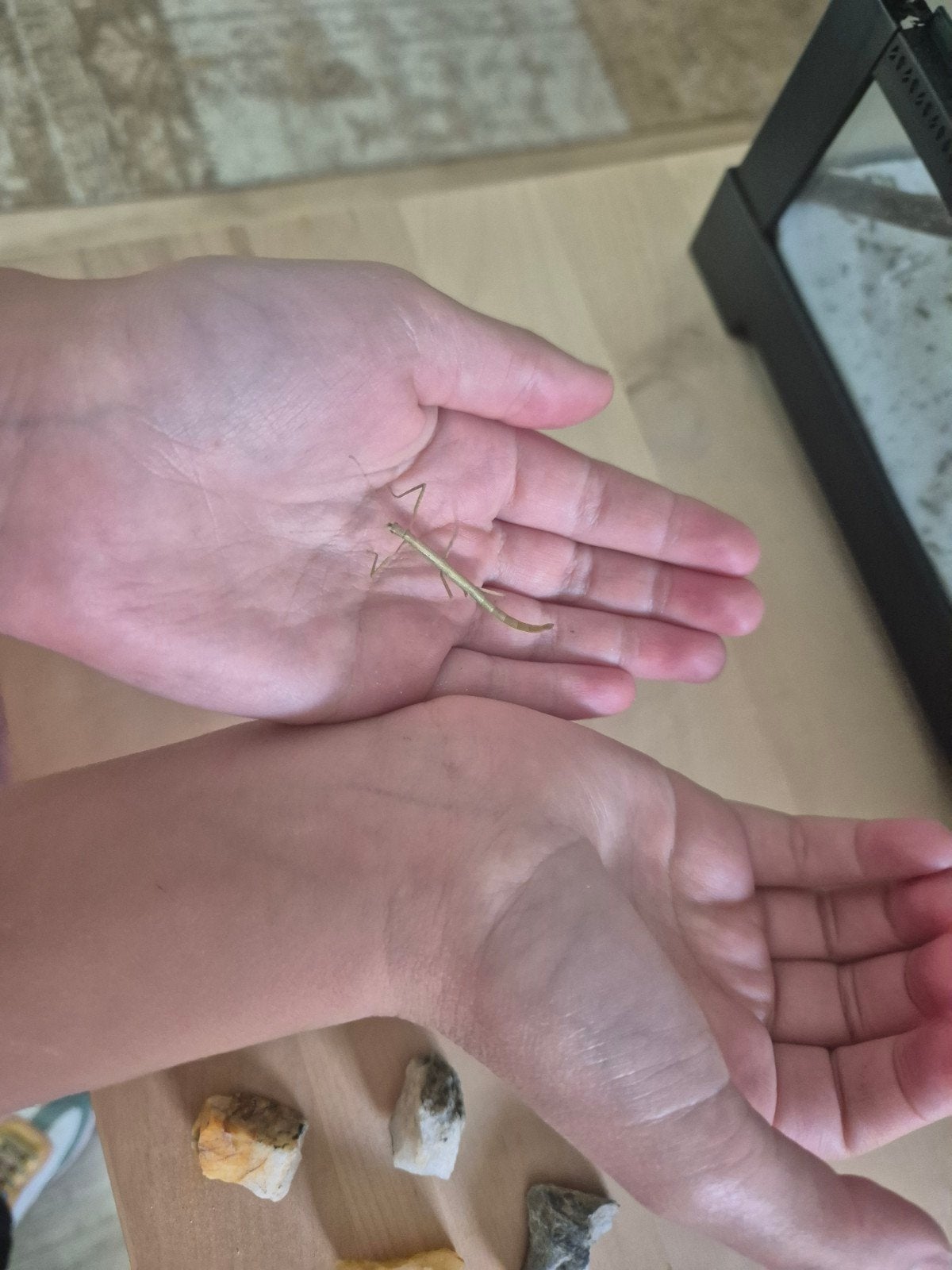 Wandelende takken, Dieren en Toebehoren, Insecten en Spinnen, Wandelende tak