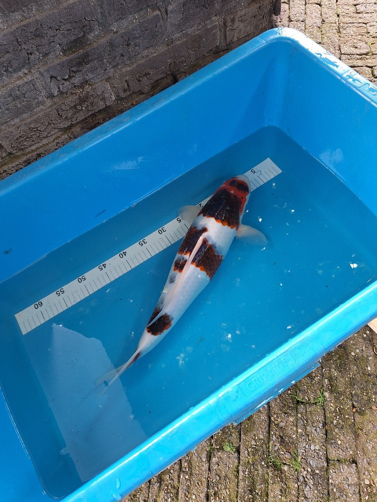 Ai/budo goromo 52 cm, Dieren en Toebehoren, Karper of Koi