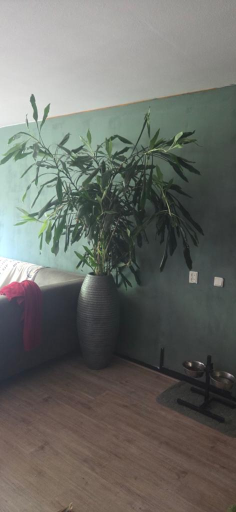 Grote Dracaena plant in pot, Ophalen, In pot, Halfschaduw, Minder dan 100 cm