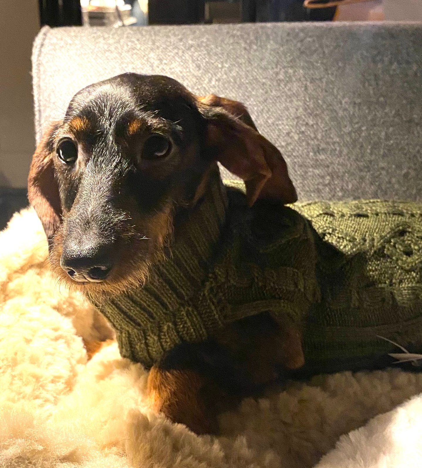 Kaninchen ruwhaar teckel meisje, Kaninchen, Teef, Parvo, Eén hond