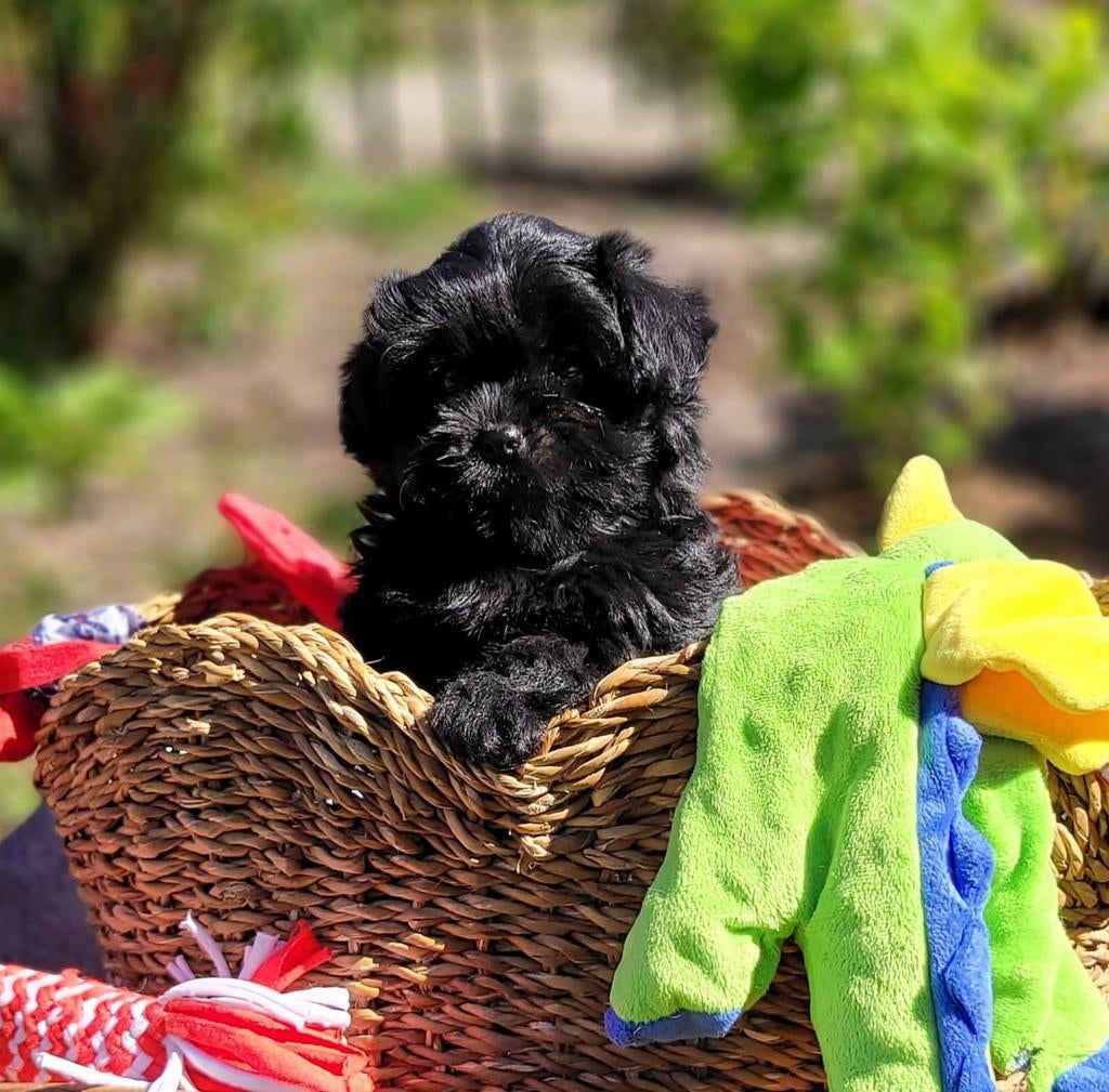 Leuke boomer pups te koop!, Parvo, Overige rassen, 8 tot 15 weken, Meerdere