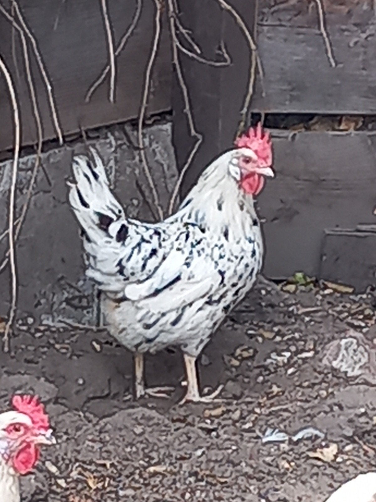 2 bonte  leghorn hennen.., Vrouwelijk, Kip