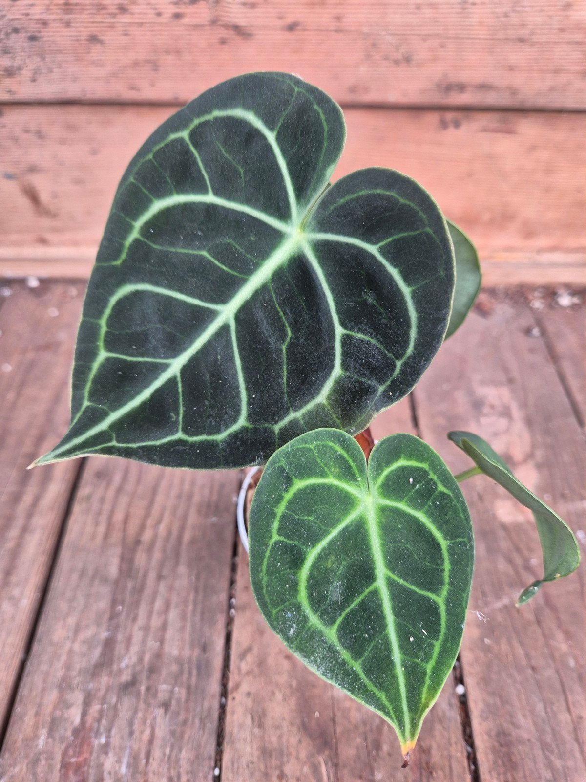 Anthurium Clarinervium p7, meerdere vergelijkbare exemplaren, Ophalen of Verzenden, Halfschaduw, Minder dan 100 cm