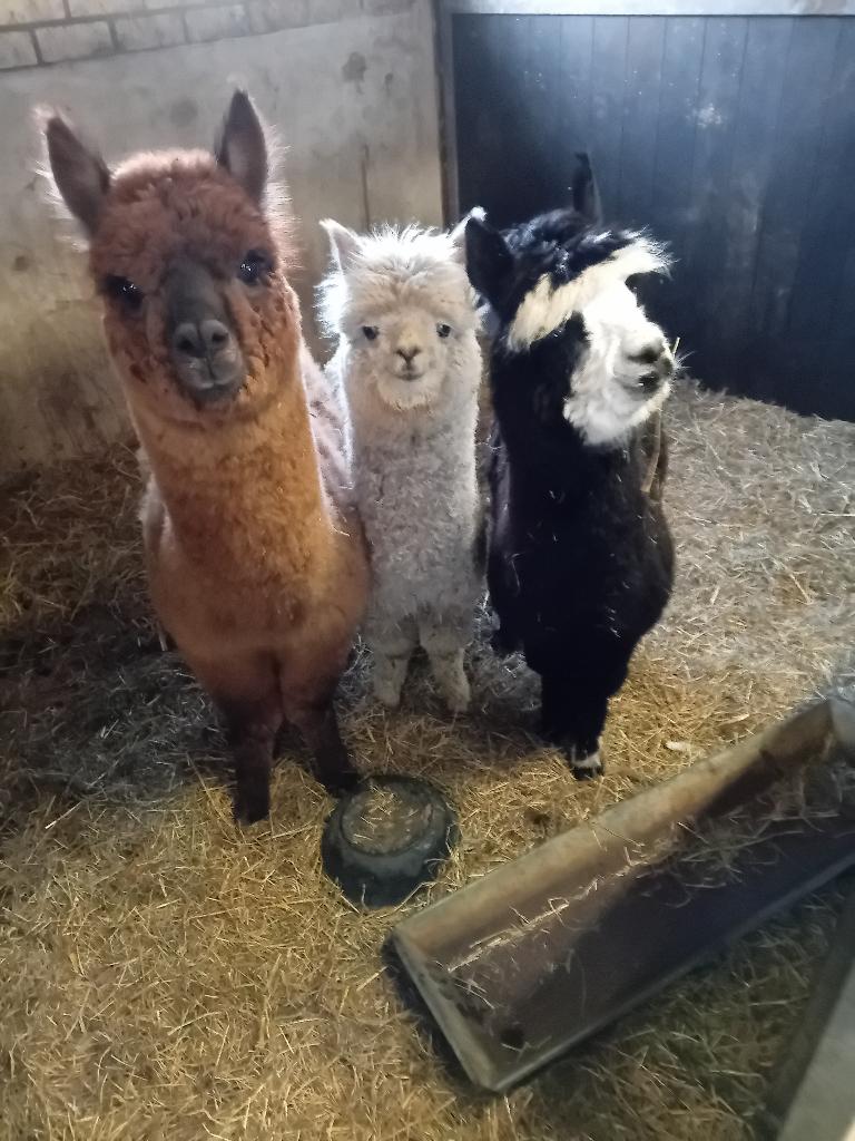alpaca, Dieren en Toebehoren, Mannelijk, Schaap, 0 tot 2 jaar