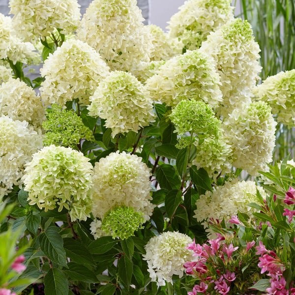 Hydrangea paniculata Skyfall ( pluimhortensia ), Ophalen, Halfschaduw