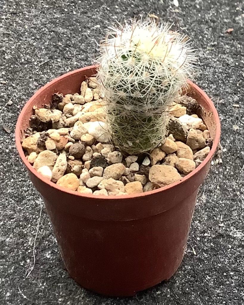 Cactus, Stenocactus, Ophalen of Verzenden, Cactus, Volle zon, Minder dan 100 cm