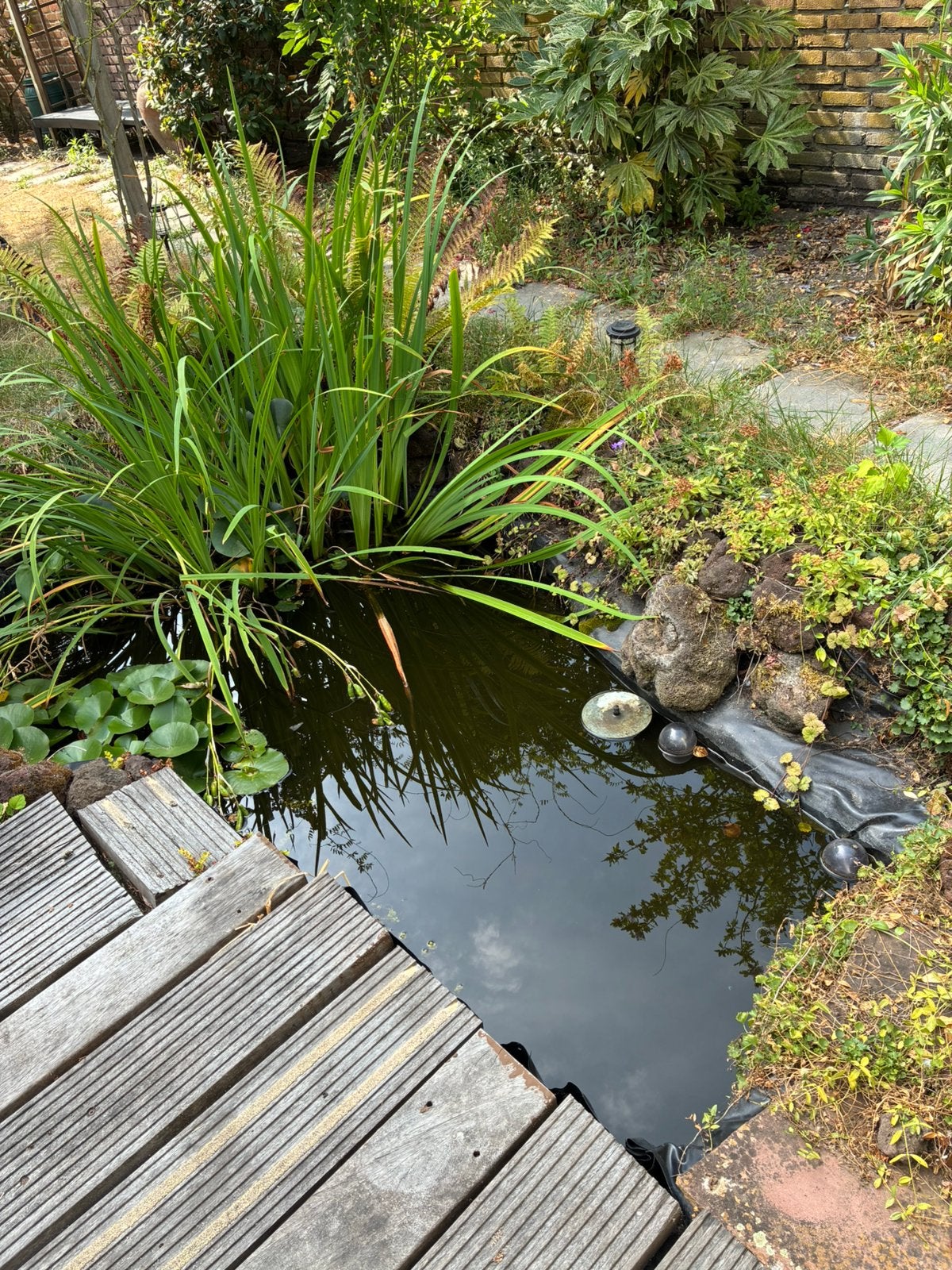 Goudvissen en waterplanten gratis meenemen voor vijver, Ophalen, Zo goed als nieuw