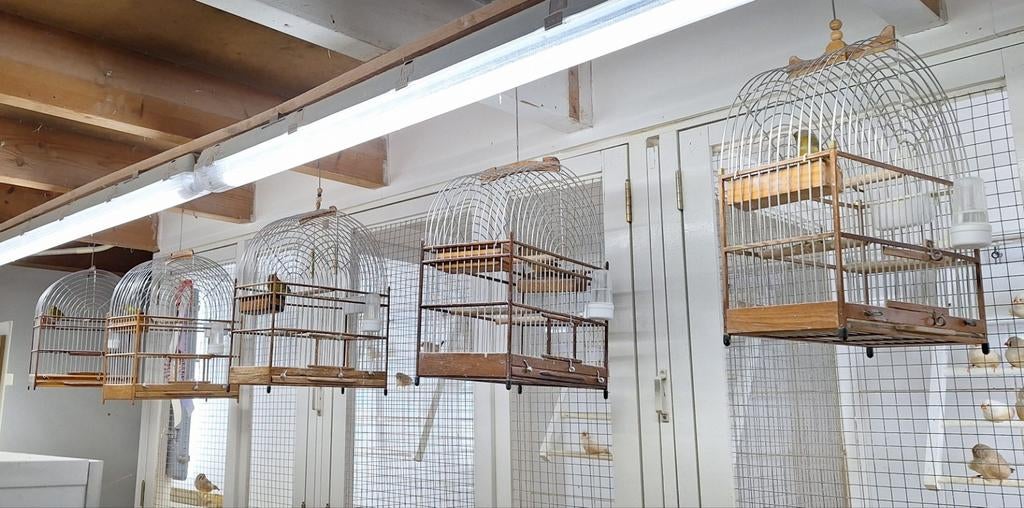 Te koop bastaard Zwartkopsijs x Harlekijn kanarie, Dieren en Toebehoren, Vogels | Overige Vogels, Mannelijk, Wildzangvogel, Geringd