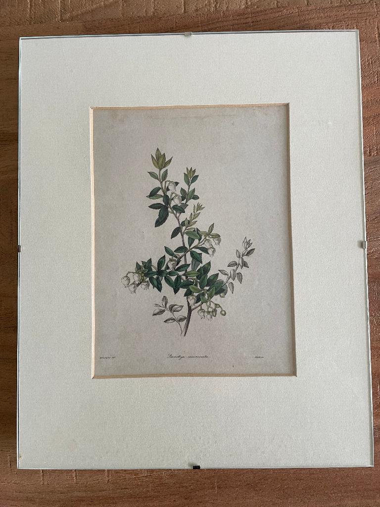 kopergravure / Etsen - Botanische printen - 1840, Ophalen, Ingelijst, 1800 - 1899, Gravure