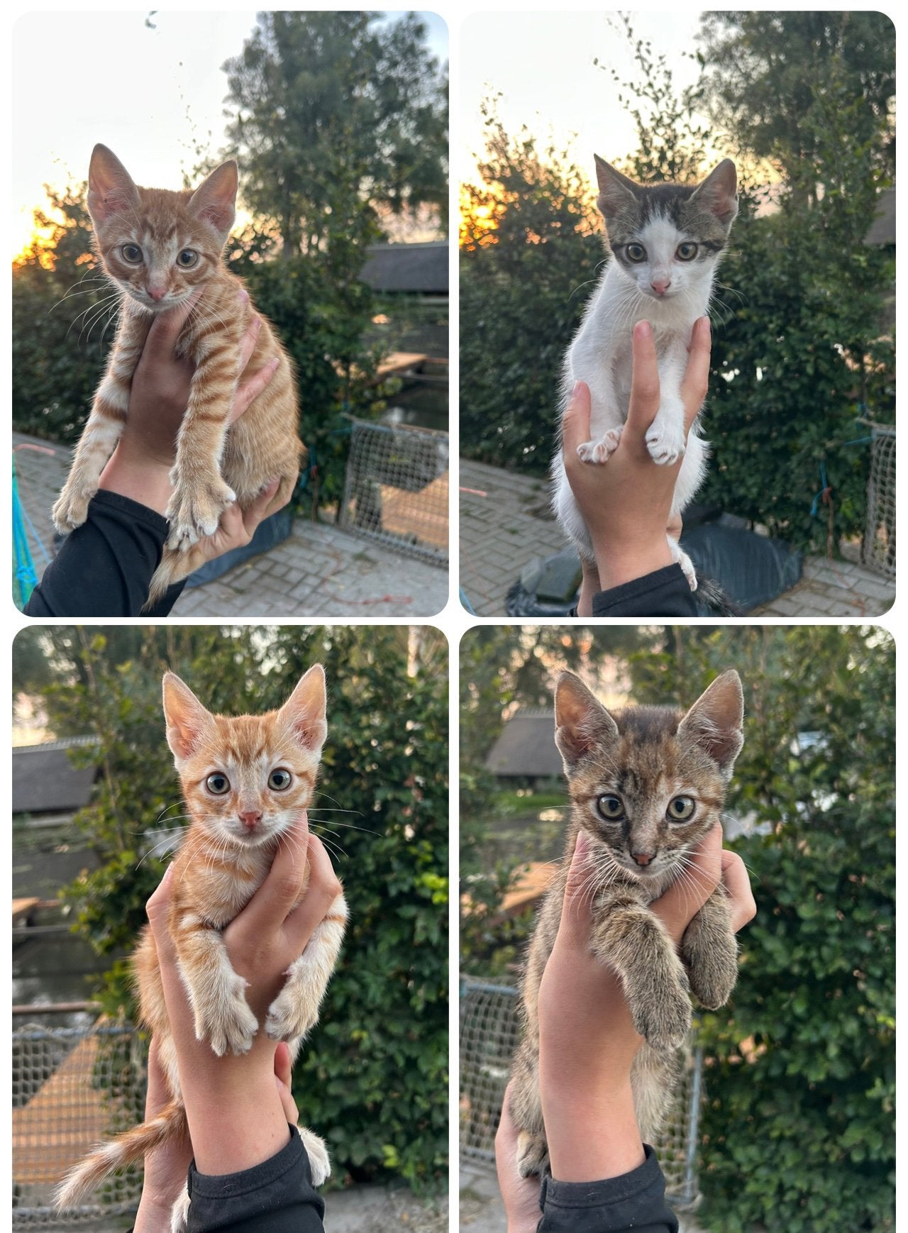 4 lieve (boerderij)kittens beschikbaar, Meerdere dieren, Kortharig, 0 tot 2 jaar