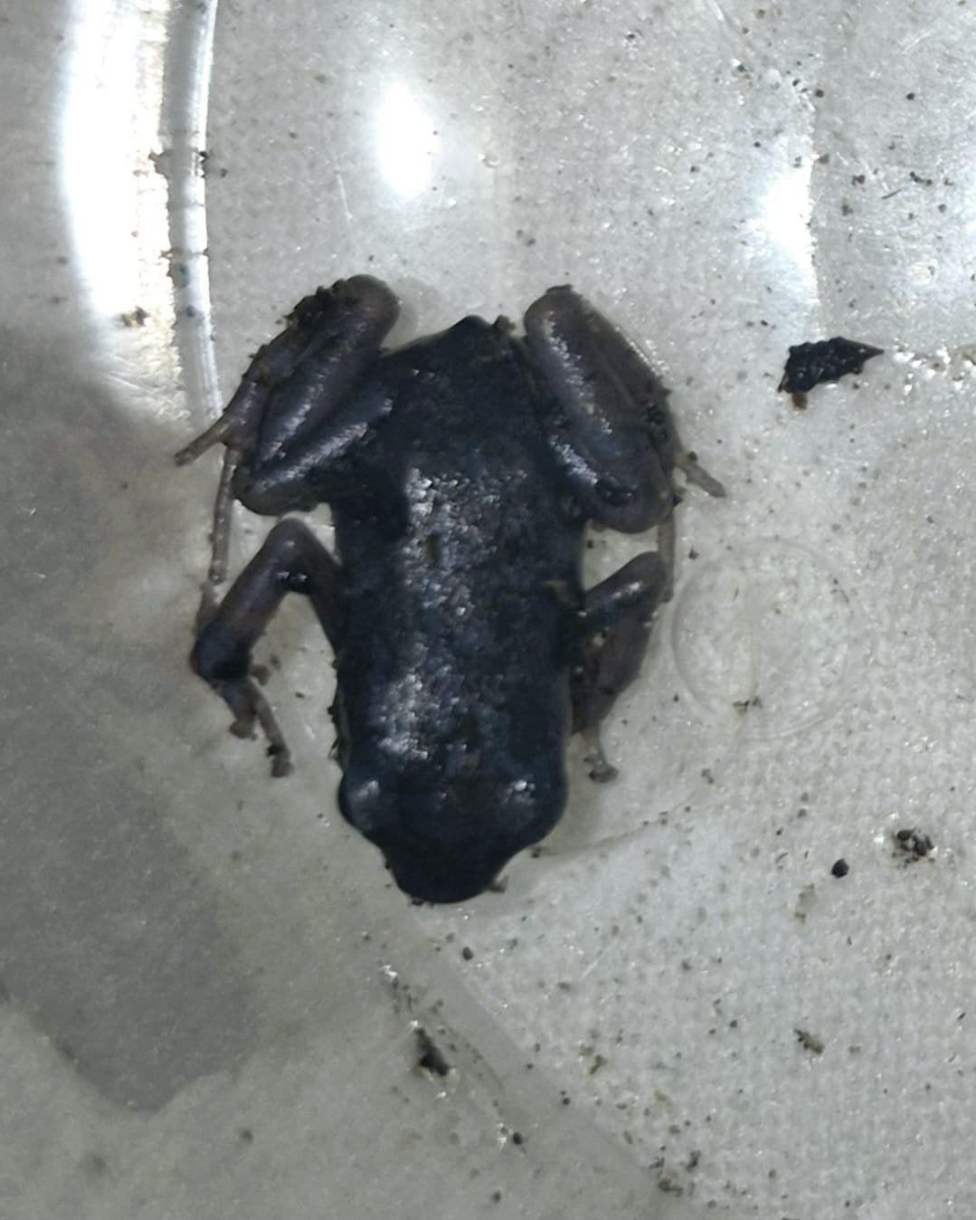 dendrobates