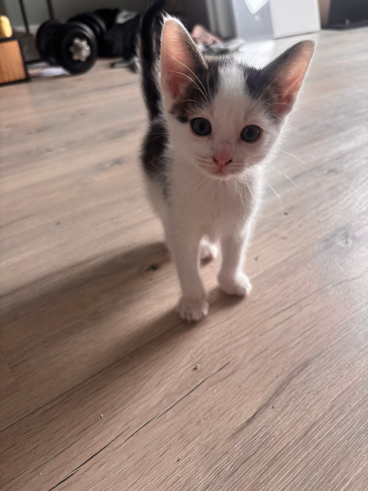 2 kittens