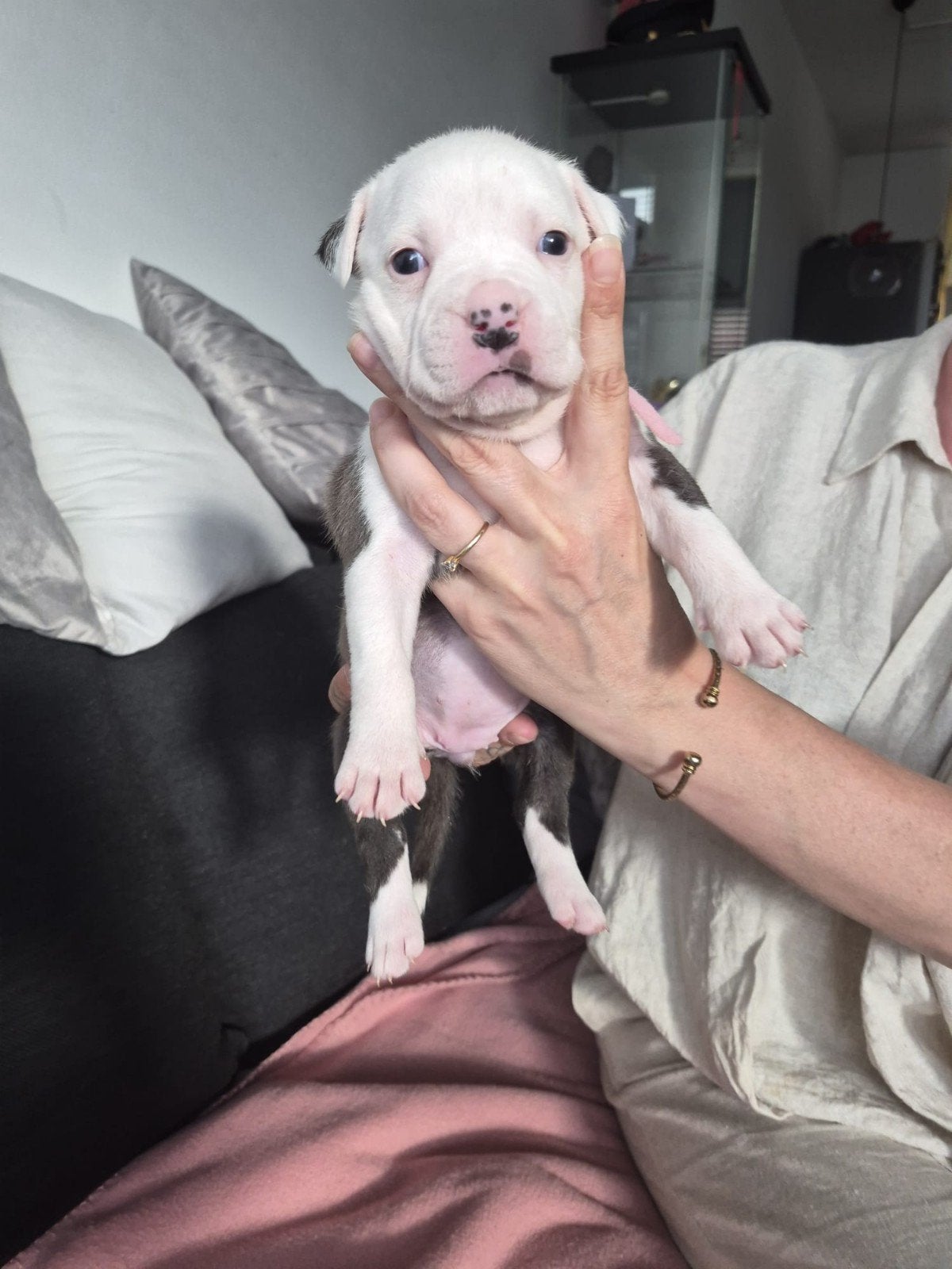 10 prachtige Pitbull x Bully pups beschikbaar, 8 tot 15 weken, Meerdere, Meerdere dieren, Middel