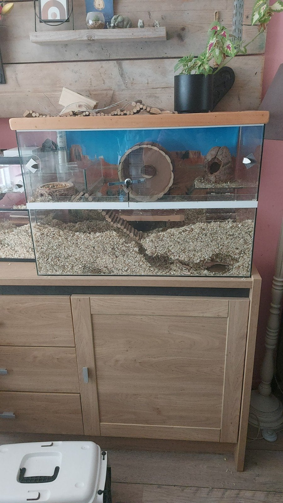3 gerbils met gerbilarium., Overige typen, Zo goed als nieuw, Muis, 75 tot 110 cm
