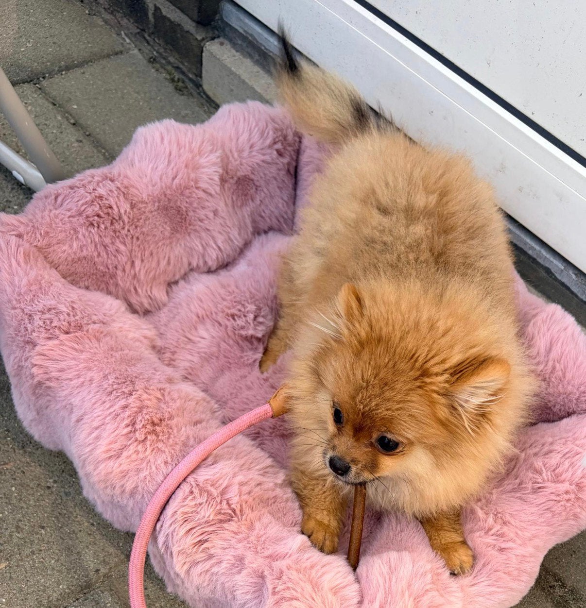 Pomeriaan teefje klein blijvend, Keeshond, 8 tot 15 weken, Teef, Eén hond