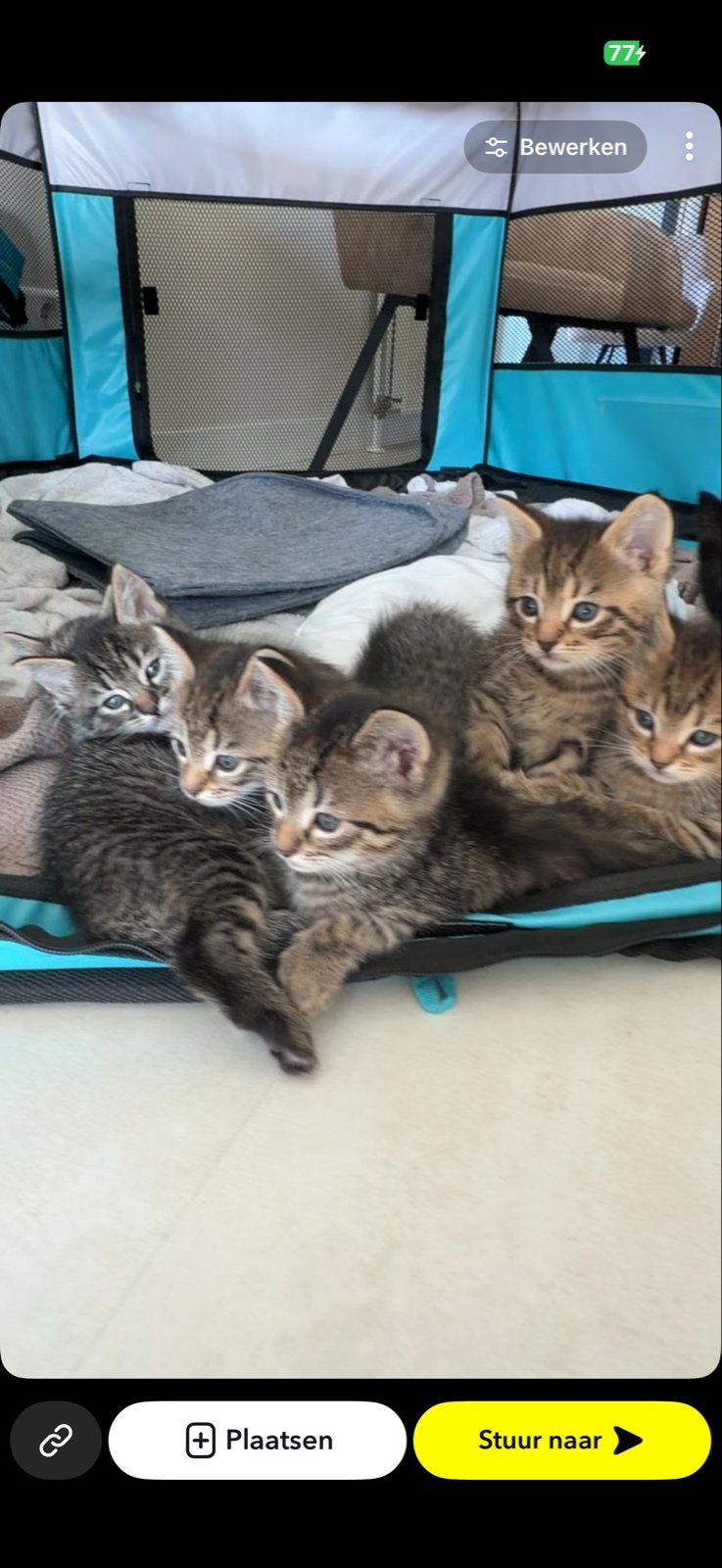 Kittens