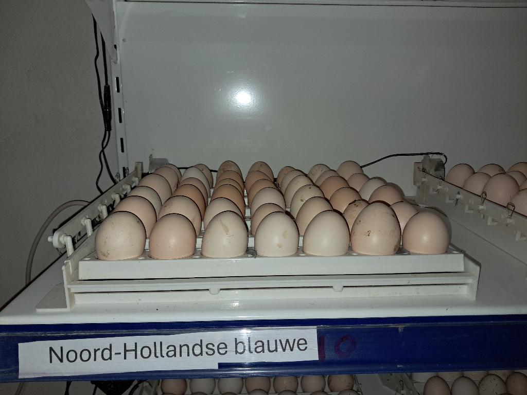 Noord Hollandse blauwe broedeieren, Dieren en Toebehoren, Pluimvee, Geslacht onbekend, Kip