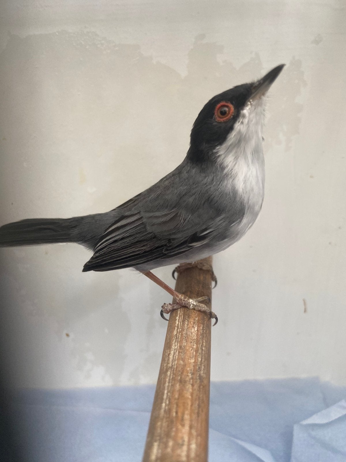 Gezocht wildzang vogels, Dieren en Toebehoren, Meerdere dieren, Wildzangvogel, Geringd