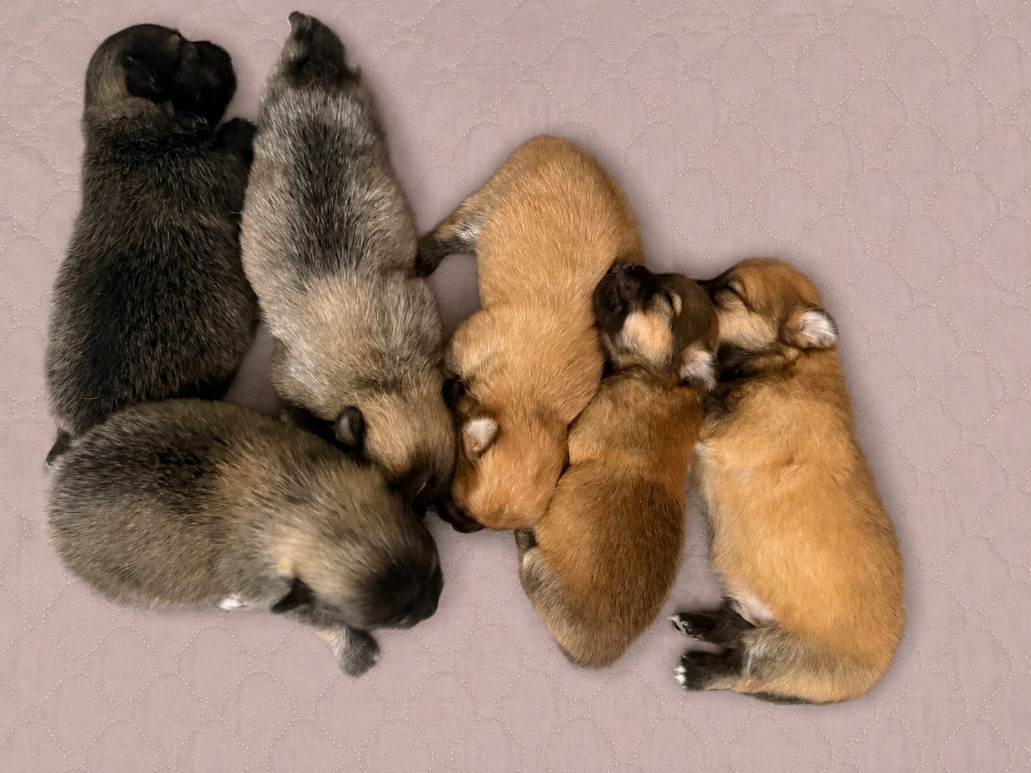 Pomchi puppy Pomeriaan x Chihuahua, Dieren en Toebehoren, Honden | Chihuahua's en Gezelschapshonden, Parvo, Overige rassen, 8 tot 15 weken