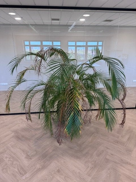 Natuurlijke plant met pot/ kantoor planten 150 euro, 1 stuk, Huis en Inrichting, In pot, 150 tot 200 cm, Groene kamerplant, Halfschaduw