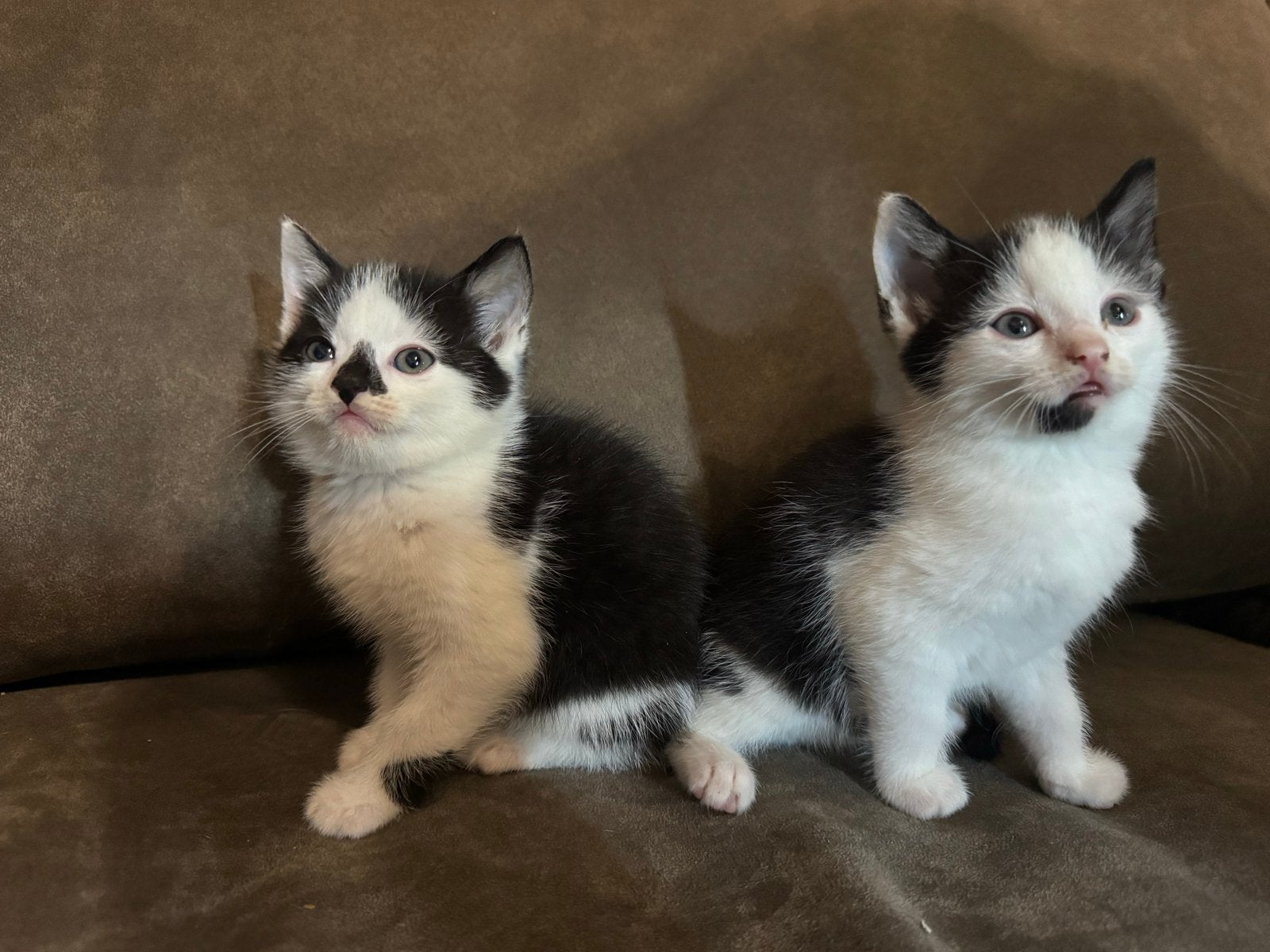 2 super lieve kittens, Dieren en Toebehoren, Meerdere dieren, Kortharig, 0 tot 2 jaar