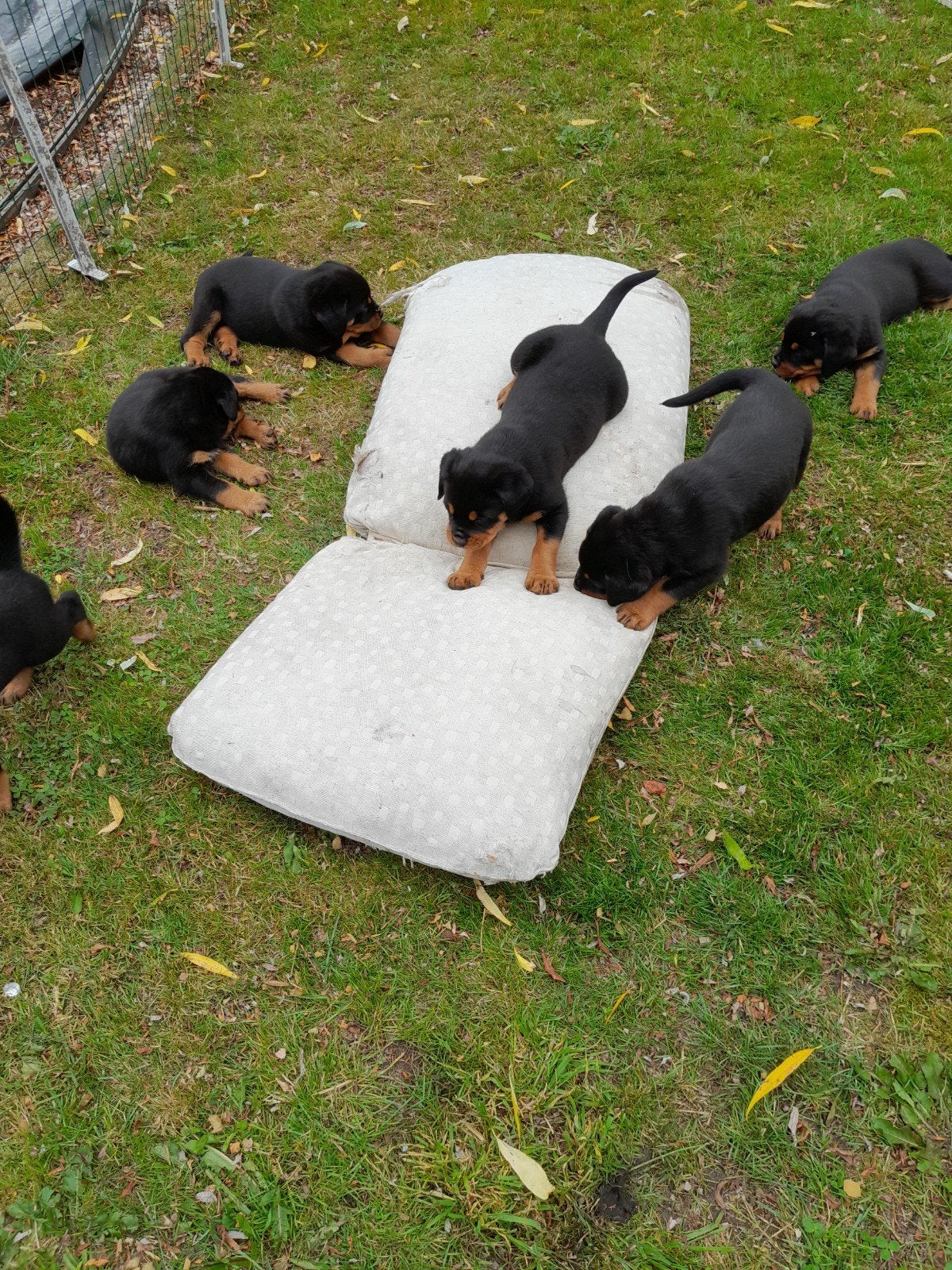Rottweiler pups, Meerdere, Meerdere dieren, 3 tot 5 jaar, Nederland