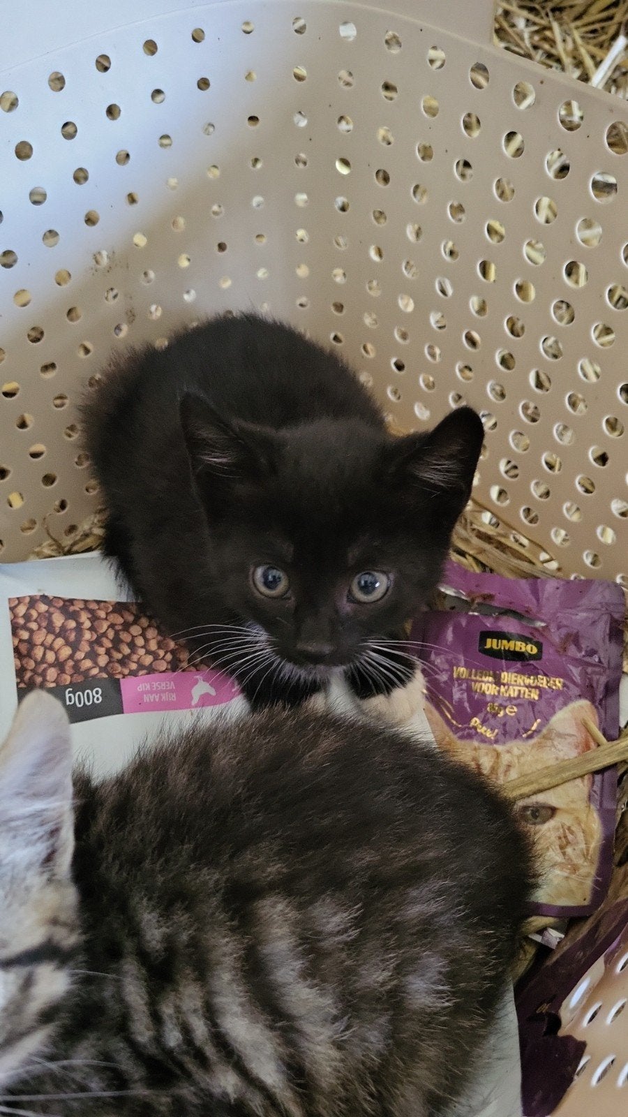1 mooie boerderijkitten te koop, Meerdere dieren, Kortharig, 0 tot 2 jaar