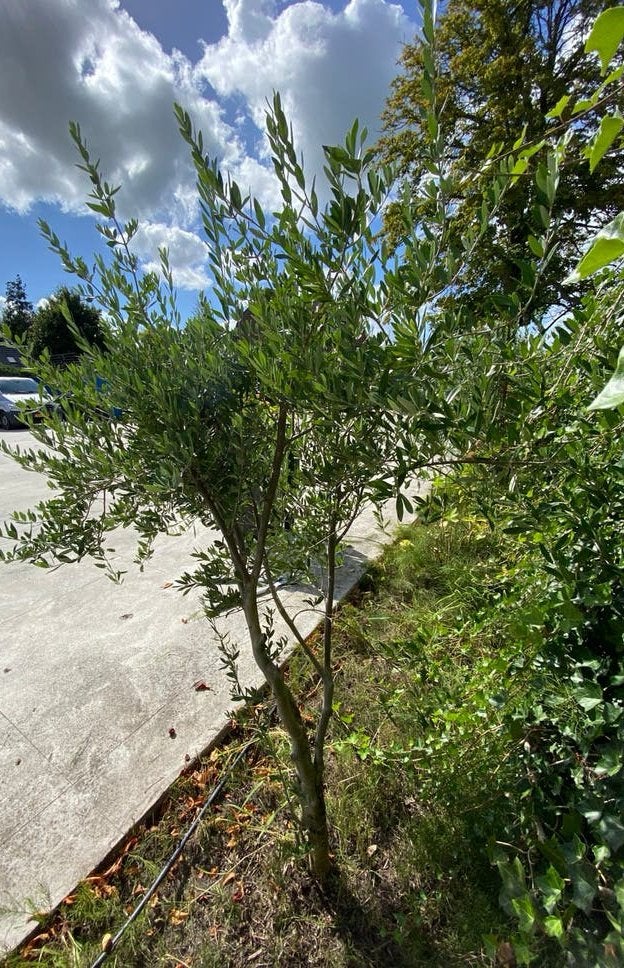 3 olijfbomen (2 van 2 meter hoog), Tuin en Terras, Lente, 100 tot 250 cm, Olijfboom, Ophalen